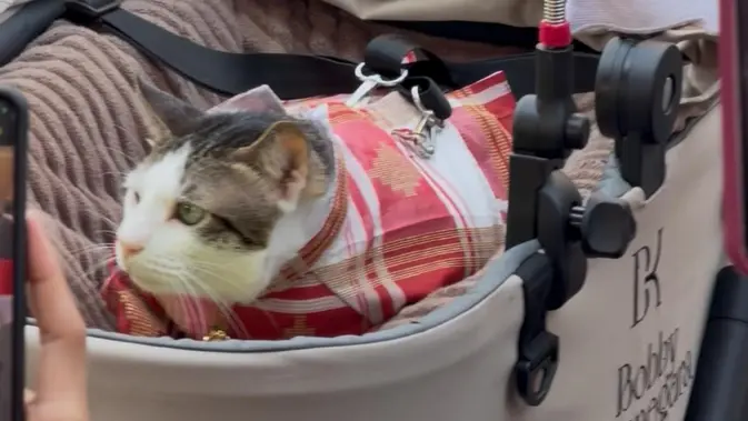 Momen Kucing Bobby Kertanegara Ikut Upacara Penurunan Bendera di Istana Momen Kucing Bobby Kertanegara Ikut Upacara Penurunan Bendera di Istana