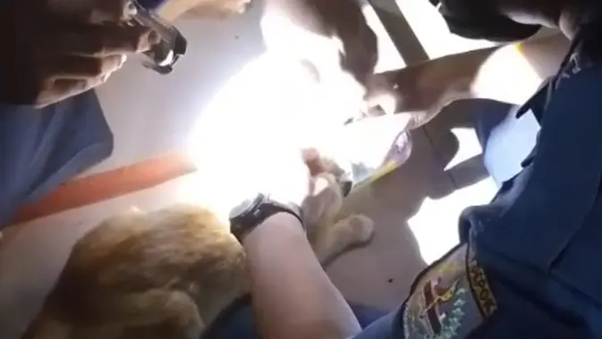 Cerita Petugas Damkar Lepaskan Kepala Kucing Nyangkut Kaleng Makanan Cerita Petugas Damkar Lepaskan Kepala Kucing Nyangkut Kaleng Makanan