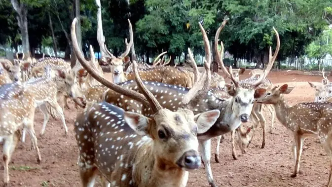 Rusa TMP Kalibata Kabur, Berkeliaran di Jalanan Rusa TMP Kalibata Kabur, Berkeliaran di Jalanan
