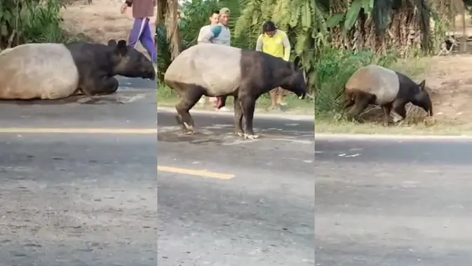 Alasan Petugas BKSDA Tak Langsung Evakuasi Tapir hingga Disembelih Warga Alasan Petugas BKSDA Tak Langsung Evakuasi Tapir hingga Disembelih Warga