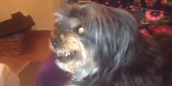 Inikah Anjing Anti Barca? Inikah Anjing Anti Barca?