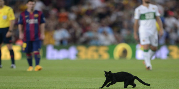 Kucing Hitam Ini Bawa Berkah Bagi Barca, Bawa Sial Bagi Mascherano Kucing Hitam Ini Bawa Berkah Bagi Barca, Bawa Sial Bagi Mascherano