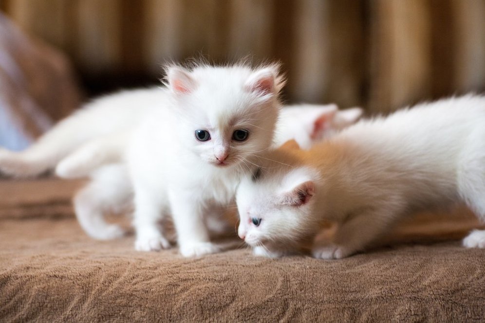  (c) shutterstock