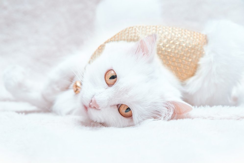  (c) shutterstock