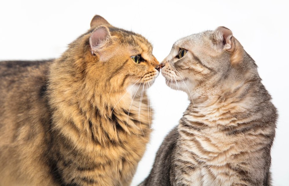  (c) shutterstock