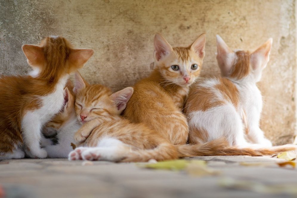  (c) shutterstock