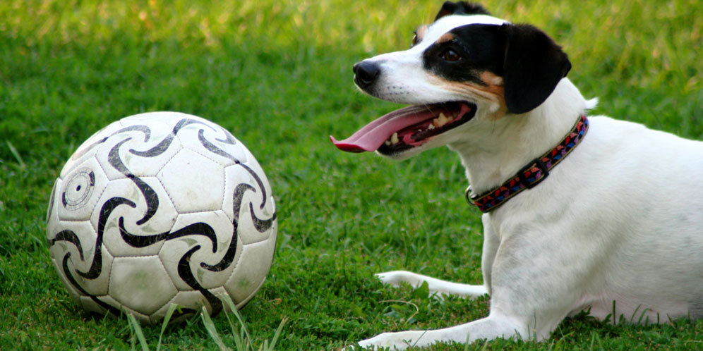 Skill Olah Bola Impresif Seekor Anjing Gegerkan Brasil Skill Olah Bola Impresif Seekor Anjing Gegerkan Brasil