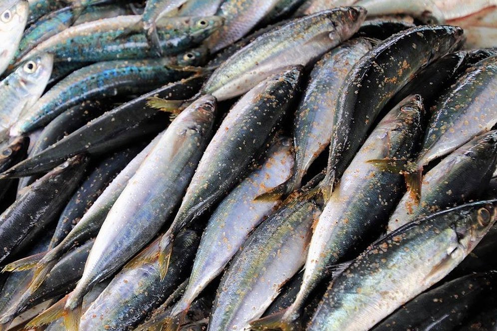 Deretan Manfaat Ikan Kembung bagi Kesehatan, Baik untuk Kandungan Deretan Manfaat Ikan Kembung bagi Kesehatan, Baik untuk Kandungan