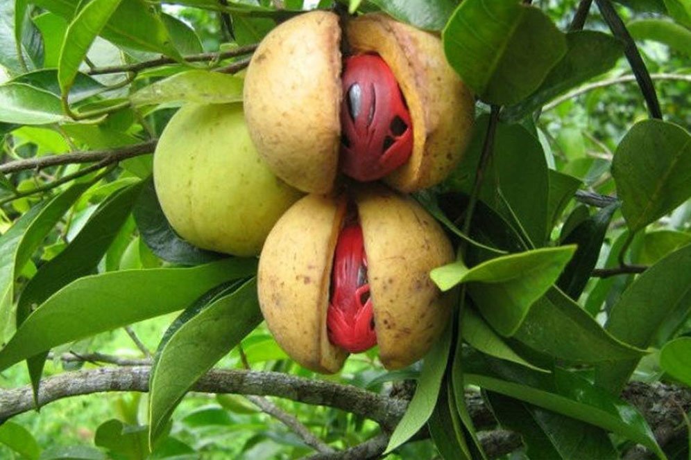 Pahami Manfaat dan Efek Samping Buah Pala untuk Kesehatan Pahami Manfaat dan Efek Samping Buah Pala untuk Kesehatan
