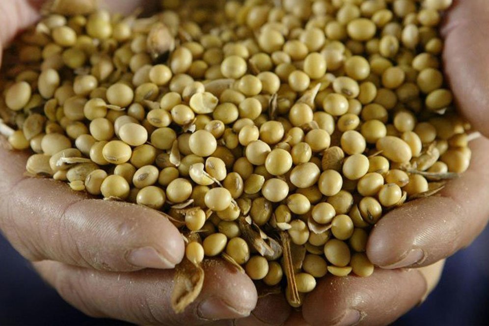 Segudang Manfaat Kacang Kedelai, Juga Bisa Bikin Awet Muda Segudang Manfaat Kacang Kedelai, Juga Bisa Bikin Awet Muda