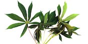 Ragam Manfaat Daun Singkong untuk Tubuh, Bisa Tingkatkan Nafsu Makan Ragam Manfaat Daun Singkong untuk Tubuh, Bisa Tingkatkan Nafsu Makan