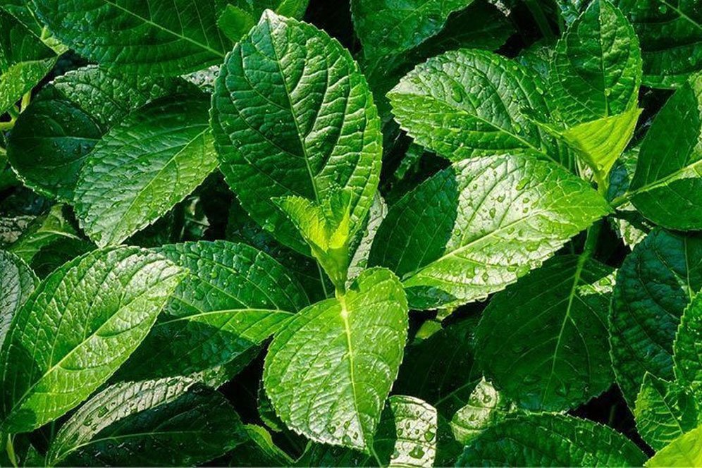 Manfaat Daun Keji Beling bagi Tubuh, Bisa Atasi Berbagai Penyakit Manfaat Daun Keji Beling bagi Tubuh, Bisa Atasi Berbagai Penyakit