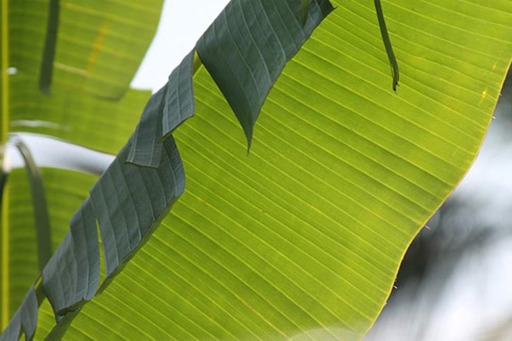 Ragam Manfaat Daun Pisang untuk Kesehatan dan Kecantikan Tubuh