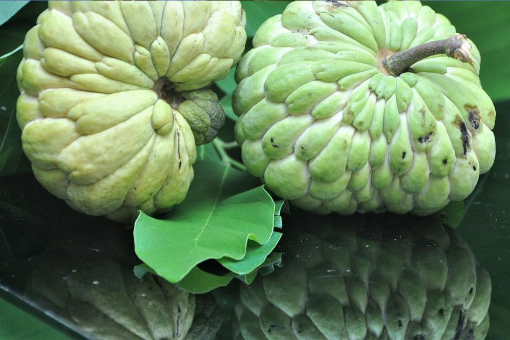 Deretan Manfaat Buah Srikaya untuk Kesehatan Tubuh Deretan Manfaat Buah Srikaya untuk Kesehatan Tubuh
