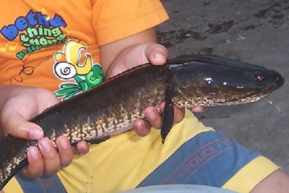 Tak Kalah dari Salmon, Ikan Gabus Bermanfaat bagi Kesehatan Tak Kalah dari Salmon, Ikan Gabus Bermanfaat bagi Kesehatan