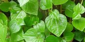 Sederet Manfaat Daun Suruhan Bagi Kesehatan, Wajib Tahu! Sederet Manfaat Daun Suruhan Bagi Kesehatan, Wajib Tahu!