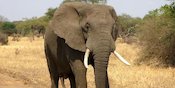 Pernah Bermimpi Soal Gajah? Ketahui Artinya di Sini