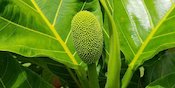Sederet Manfaat Daun Sukun Bagi Kesehatan, Obat Manjur yang Minim Biaya