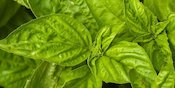 Tak Hanya Jadi Lalapan, Inilah 5 Resep Masakan Daun Kemangi yang Mudah Dibuat Tak Hanya Jadi Lalapan, Inilah 5 Resep Masakan Daun Kemangi yang Mudah Dibuat