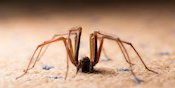 Mimpi tentang Laba-laba, Ini 9 Arti dan Tafsirnya Mimpi tentang Laba-laba, Ini 9 Arti dan Tafsirnya