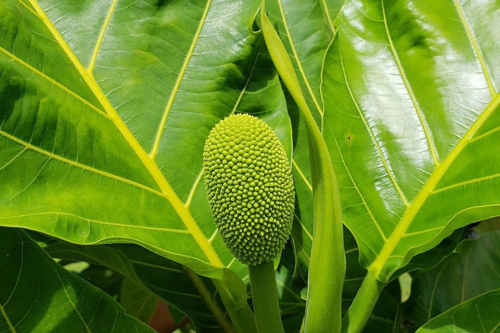 Sederet Manfaat Daun Sukun Bagi Kesehatan, Obat Manjur yang Minim Biaya Sederet Manfaat Daun Sukun Bagi Kesehatan, Obat Manjur yang Minim Biaya