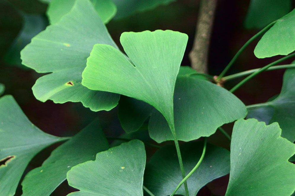 Cari Tahu Soal Gingko Biloba: Manfaat, Dosis Penggunaan, serta Efek Sampingnya Cari Tahu Soal Gingko Biloba: Manfaat, Dosis Penggunaan, serta Efek Sampingnya
