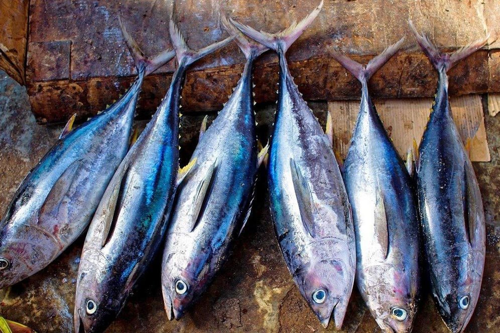 Deretan Resep Masakan Berbahan Ikan Tuna, Enak dan Bergizi Deretan Resep Masakan Berbahan Ikan Tuna, Enak dan Bergizi