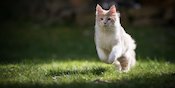 10 Gerakan Workout Buat Kucing, Jaga Supaya Fit dan Tetap Bahagia 10 Gerakan Workout Buat Kucing, Jaga Supaya Fit dan Tetap Bahagia