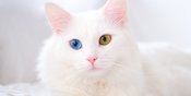 Ternyata Kucing Albino Itu Ada! Cari Tahu Lebih Lanjut tentang Faktanya Yuk