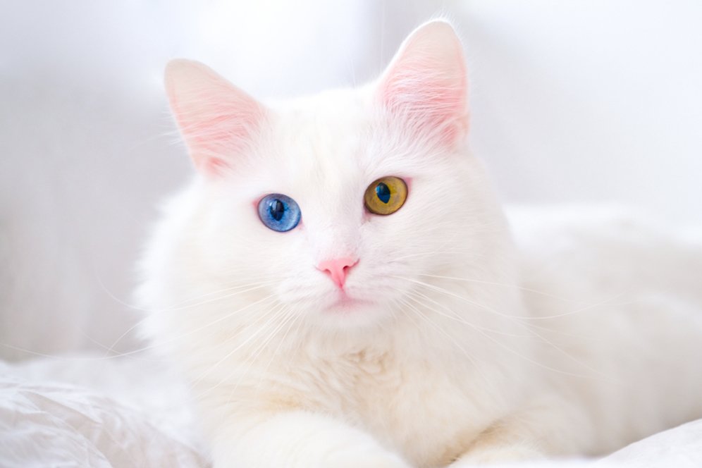 Ternyata Kucing Albino Itu Ada! Cari Tahu Lebih Lanjut tentang Faktanya Yuk