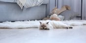 Doyan Rebahan, Ini Fakta di Balik Alasan Hobi Tidur Kucing Kesayanganmu Doyan Rebahan, Ini Fakta di Balik Alasan Hobi Tidur Kucing Kesayanganmu