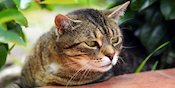 Tahukah Kamu Kenapa Kucing Bisa Mencium Bau Makanan di Tempat Tertutup? Tahukah Kamu Kenapa Kucing Bisa Mencium Bau Makanan di Tempat Tertutup?