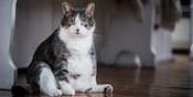 Selain Olahraga, Begini Cara Diet yang Tepat untuk Kucing Obesitas Selain Olahraga, Begini Cara Diet yang Tepat untuk Kucing Obesitas