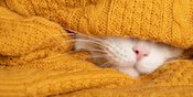 Tahukah Kamu Hidung Kucing Itu Seperti Sidik Jari Manusia? Tahukah Kamu Hidung Kucing Itu Seperti Sidik Jari Manusia?