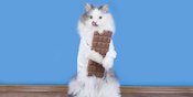 Tahukah Kamu Kucing Itu Nggak Bisa Merasakan Makanan Manis?