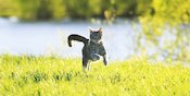 Terlahir sebagai Pemburu, Kucing Bisa Kalahkan Usain Bolt Si Pemegang Rekor Lari Dunia