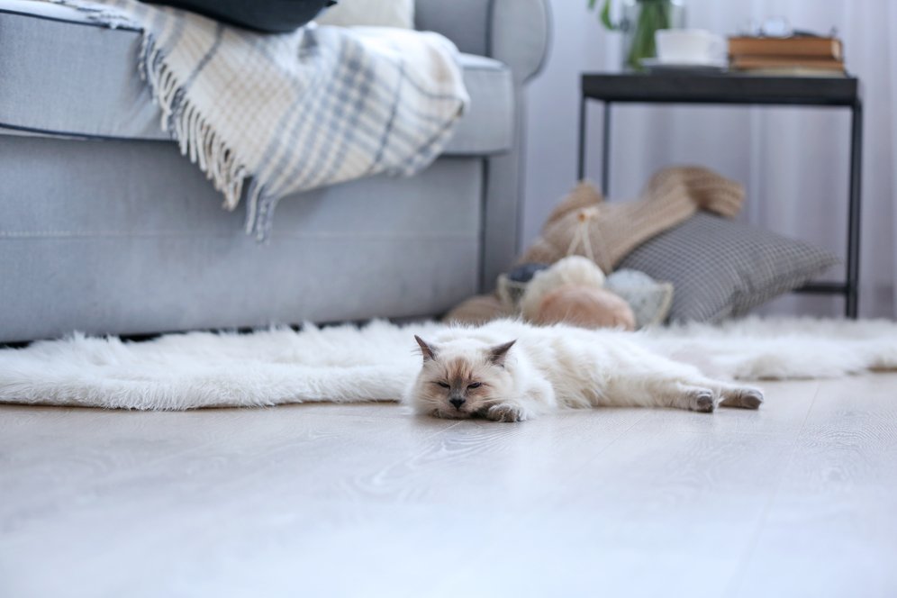 Doyan Rebahan, Ini Fakta di Balik Alasan Hobi Tidur Kucing Kesayanganmu Doyan Rebahan, Ini Fakta di Balik Alasan Hobi Tidur Kucing Kesayanganmu