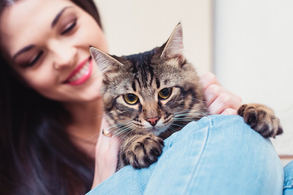 Kucing Happy Itu Tandanya Gimana Sih? Kucing Happy Itu Tandanya Gimana Sih?