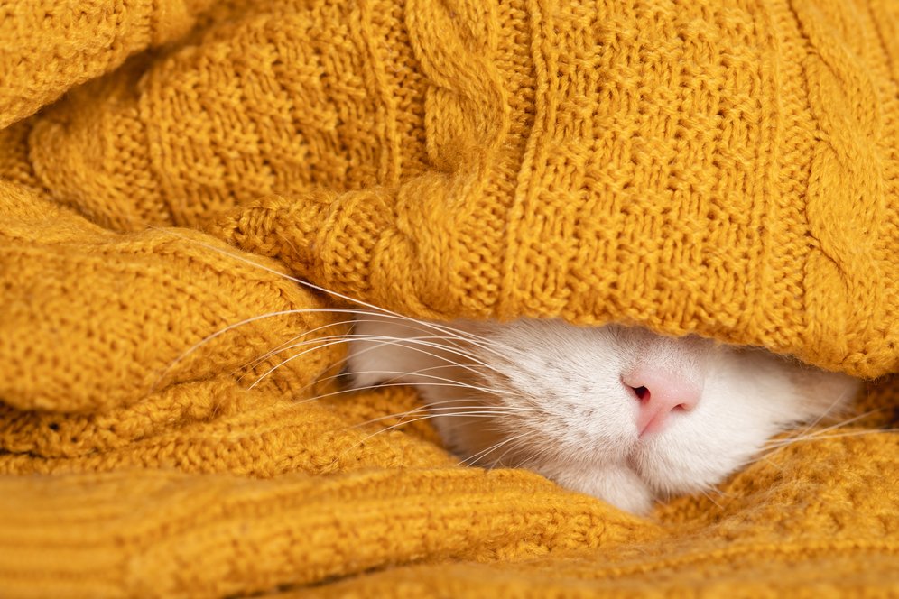 Tahukah Kamu Hidung Kucing Itu Seperti Sidik Jari Manusia? Tahukah Kamu Hidung Kucing Itu Seperti Sidik Jari Manusia?
