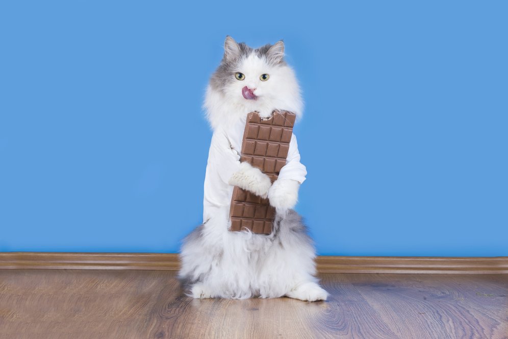 Tahukah Kamu Kucing Itu Nggak Bisa Merasakan Makanan Manis?