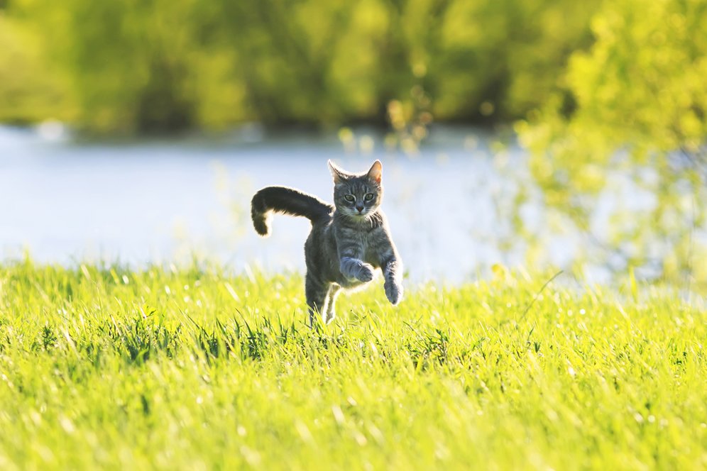 Terlahir sebagai Pemburu, Kucing Bisa Kalahkan Usain Bolt Si Pemegang Rekor Lari Dunia Terlahir sebagai Pemburu, Kucing Bisa Kalahkan Usain Bolt Si Pemegang Rekor Lari Dunia