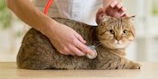 Ramai Pemberitaan Vaksin, Kucing juga Perlu Imunisasi Lho