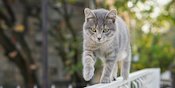 Selalu Tampak 'Dingin', Kucing Ternyata Bisa Berkeringat Lho