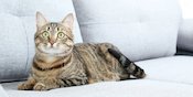 Sprei, Sofa, Tirai, Mana Lagi Tempat Kucing Hobi Buang Air Ya?