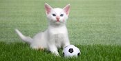 Potret Kucing Kesayangan Saat Menjelma Jadi Bintang di Lapangan Hijau, Bikin Gemas Potret Kucing Kesayangan Saat Menjelma Jadi Bintang di Lapangan Hijau, Bikin Gemas