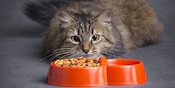 Terungkap, Mitos Makanan Kucing Ternyata Ada Jawabannya