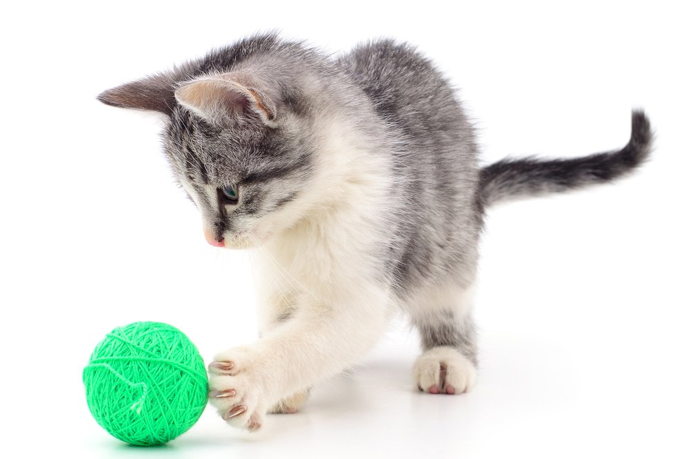 5 Tips Mudah Ajarkan Permainan Tangkap Bola pada Kucing 5 Tips Mudah Ajarkan Permainan Tangkap Bola pada Kucing