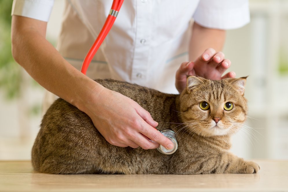 Ramai Pemberitaan Vaksin, Kucing juga Perlu Imunisasi Lho Ramai Pemberitaan Vaksin, Kucing juga Perlu Imunisasi Lho