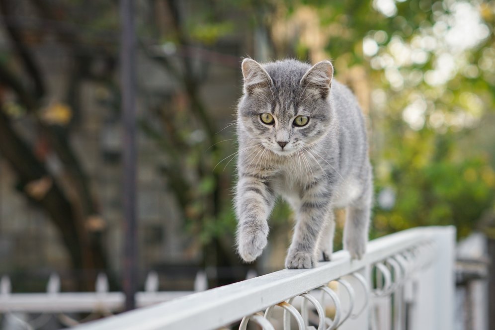 Selalu Tampak 'Dingin', Kucing Ternyata Bisa Berkeringat Lho Selalu Tampak 'Dingin', Kucing Ternyata Bisa Berkeringat Lho