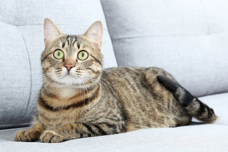 Sprei, Sofa, Tirai, Mana Lagi Tempat Kucing Hobi Buang Air Ya? Sprei, Sofa, Tirai, Mana Lagi Tempat Kucing Hobi Buang Air Ya?